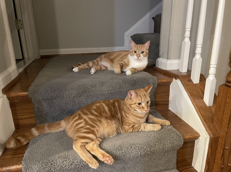 My two cats, Pumpkin and marmalade laying on steps.